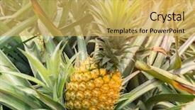  Presentation with fruit farm - Presentation design enhanced with pineapple fruit on the plantation background and a yellow colored foreground