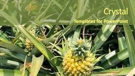  Presentation with fruit farm - Presentation consisting of pineapple fruit on the plantation background and a tawny brown colored foreground