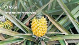  Presentation with fruit farm - PPT theme with pineapple fruit on the plantation background and a gray colored foreground