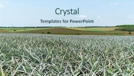  Presentation with fruit farm - Slide deck having pineapple fruit on the plantation background and a sky blue colored foreground