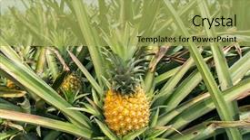  Presentation with fruit farm - Cool new slide deck with pineapple fruit on the plantation backdrop and a yellow colored foreground