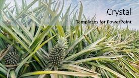  Presentation with fruit farm - PPT theme having pineapple fruit on the plantation background and a light blue colored foreground