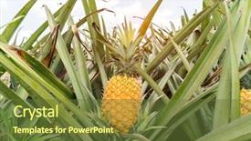  Presentation with fruit farm - Colorful presentation design enhanced with pineapple fruit on the plantation backdrop and a tawny brown colored foreground