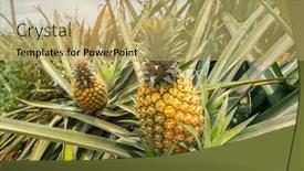  Presentation with fruit farm - Theme enhanced with pineapple-fruit-on-the-plantation background and a yellow colored foreground