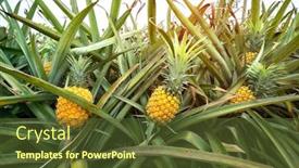  Presentation with fruit farm - Amazing PPT layouts having pineapple-fruit-on-the-plantation backdrop and a tawny brown colored foreground