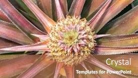  Presentation with fruit farm - Slide deck consisting of pineapple-fruit-on-the-plantation background and a coral colored foreground