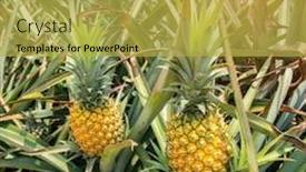  Presentation with fruit farm - Colorful slide deck enhanced with pineapple-fruit-on-the-plantation backdrop and a yellow colored foreground