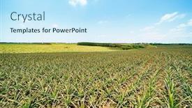  Presentation with fruit farm - Theme having pineapple-fruit-on-the-plantation background and a sky blue colored foreground