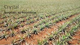  Presentation with fruit farm - Cool new presentation theme with pineapple-fruit-on-the-plantation backdrop and a mint green colored foreground