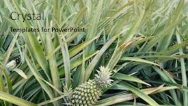  Presentation with fruit farm - Slide deck featuring pineapple-fruit-on-the-plantation background and a mint green colored foreground