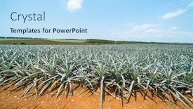  Presentation with fruit farm - Slides with pineapple-fruit-on-the-plantation background and a sky blue colored foreground