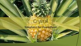  Presentation with fruit farm - PPT theme enhanced with pineapple-fruit-on-the-plantation background and a yellow colored foreground