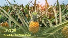 Presentation with fruit farm - Presentation design consisting of pineapple-fruit-on-the-plantation background and a tawny brown colored foreground