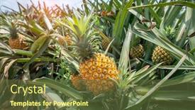 Presentation with fruit farm - PPT layouts with pineapple-fruit-on-the-plantation background and a tawny brown colored foreground