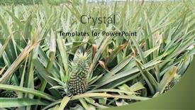  Presentation with fruit farm - PPT theme enhanced with pineapple-fruit-on-the-plantation background and a mint green colored foreground