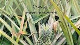  Presentation with fruit farm - Audience pleasing slides consisting of pineapple-fruit-on-the-plantation backdrop and a mint green colored foreground