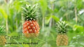  Presentation with green nature - PPT theme consisting of pineapple-fruit-on-top background and a yellow colored foreground