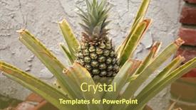  Presentation with tropical fruit - Presentation theme consisting of pineapple-home-grown-pineapple-pineapple background and a  colored foreground