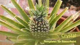  Presentation with tropical fruit - PPT layouts consisting of pineapple-home-grown-pineapple-pineapple background and a  colored foreground