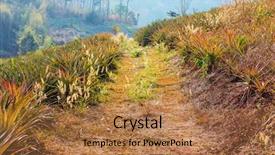  Presentation with plantation - Amazing PPT theme having pineapple plantation in northern thailand backdrop and a coral colored foreground