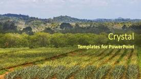  Presentation with central america - Presentation theme having pineapple-plantation-in-the-belize background and a tawny brown colored foreground