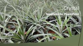  Presentation with plantation - 