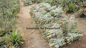  Presentation with asia - Colorful slides enhanced with pineapple-seedlings-put backdrop and a coral colored foreground