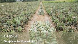  Presentation with pineapple - Colorful slides enhanced with pineapple-seedlings-put backdrop and a coral colored foreground