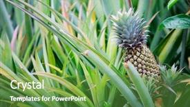  Presentation with tropical fruit - Audience pleasing presentation design consisting of pineapple tropical fruit growing backdrop and a tawny brown colored foreground