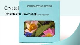  Presentation with weed - PPT theme with pineapple-weed-medicinal-herbs background and a arctic colored foreground