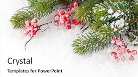  Presentation with christmas holly - Amazing presentation theme having pinecones - christmas fir tree branch backdrop and a white colored foreground