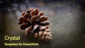  Presentation with pine cone - Presentation theme featuring pinecones - pinecone pine cone in water background and a tawny brown colored foreground