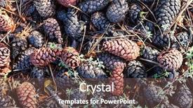 Presentation with pinecones - PPT theme having pinecones on the forest ground background and a tawny brown colored foreground