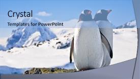  Presentation with rock - Cool new theme with pinguins - two penguins dreaming sitting backdrop and a light blue colored foreground