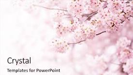  Presentation with cherry blossom - Slide set with pink - cherry blossom in full bloom background and a pink colored foreground