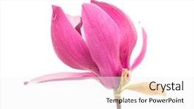  Presentation with magnolia - Slides consisting of pink - magnolia flower spring branch isolated background and a white colored foreground