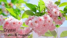  Presentation with japanese cherry blossom - Slide set enhanced with pink abloom japanese cherry sakura background and a coral colored foreground