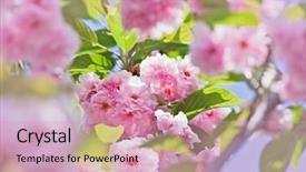  Presentation with japanese cherry blossom - Amazing presentation design having pink abloom japanese cherry sakura blossom in sunny spring day with beautiful bokeh backdrop and a soft green colored foreground