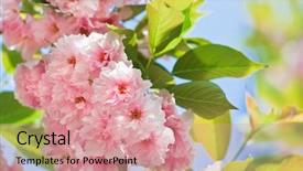  Presentation with japanese cherry blossom - Amazing PPT theme having pink abloom japanese cherry sakura blossom in sunny spring day with beautiful bokeh backdrop and a coral colored foreground