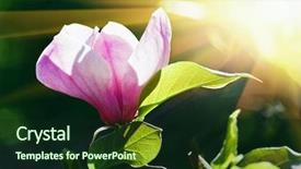  Presentation with magnolia - Audience pleasing PPT theme consisting of pink abloom magnolia flower backdrop and a wine colored foreground