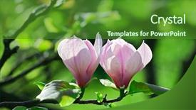  Presentation with magnolia - Presentation theme featuring pink abloom pair of magnolia flower with beautiful bokeh background and a forest green colored foreground