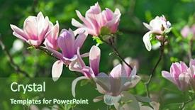  Presentation with magnolia - PPT theme consisting of  background and a  colored foreground
