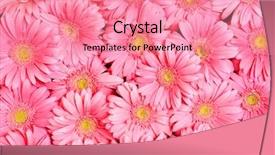  Presentation with gerbera daisy pink flower - PPT layouts featuring pink abstract - background of gerbera flower background and a coral colored foreground