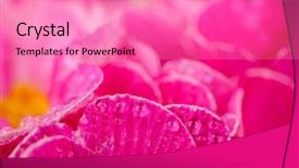  Presentation with super maris - Slide set featuring pink abstract - super macro shot of primula background and a coral colored foreground