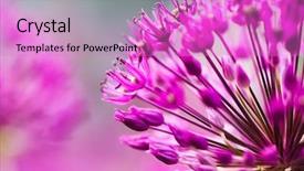  Presentation with card holiday flowers abstract - Audience pleasing presentation consisting of pink abstractflower - abstract violet flowers on field backdrop and a lilac colored foreground