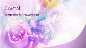  Presentation with color pink - Audience pleasing PPT layouts consisting of pink abstractflower - beautiful flowers made with color backdrop and a pink colored foreground