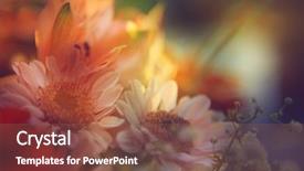  Presentation with floral abstract - Slides consisting of pink abstractflower - flowers in color filters floral background and a violet colored foreground