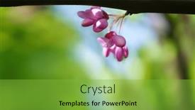  Presentation with pink sky - PPT layouts enhanced with pink-acacia-against-the-blue background and a seafoam green colored foreground