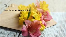  Presentation with chrysanthemum - Cool new slide deck with pink-alstroemeria-and-yellow-chrysanthemum backdrop and a yellow colored foreground