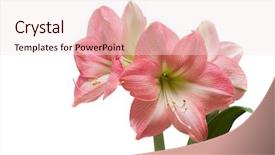  Presentation with pink white - Slide deck having pink amaryllis close up isolated background and a lemonade colored foreground